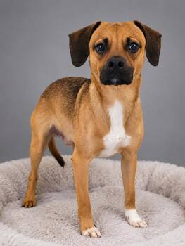 Hades -  Terrier Dog for Adoption in Wooster, Ohio - Hades | PetCurious