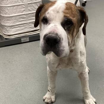 Boxer Dogs Available for Adoption in Abilene, Texas - Bu-Drow | PetCurious