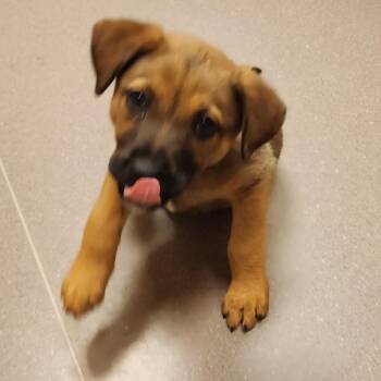 Mixed Breed Dogs Available for Adoption in Bend, Oregon - 61951 | PetCurious