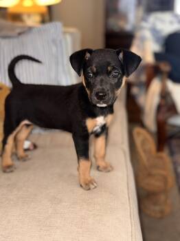 Fiona -  Chiweenie and Miniature Pinscher Dog for Adoption - Fiona | PetCurious