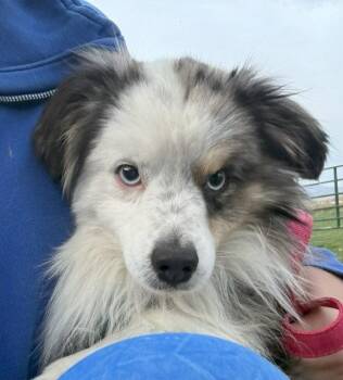 Australian Shepherd Dogs Available for Adoption - Bugs Bunny | PetCurious