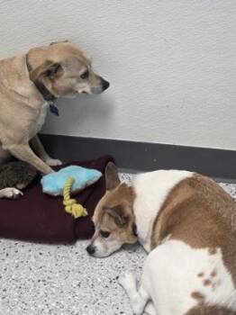 Leo -  Chihuahua and Boston Terrier Dog for Adoption in Parma, Ohio - Leo | PetCurious