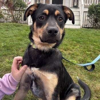 Daemon -  Labrador Retriever Dog for Adoption in Pembroke, Massachusetts - Daemon | PetCurious