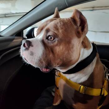Juki -  American Staffordshire Terrier Dog for Adoption in Baltimore, Maryland - Juki | PetCurious