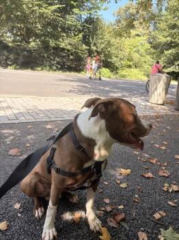 Dunkin -  Mixed Breed Dog for Adoption in New York, New York - Dunkin | PetCurious