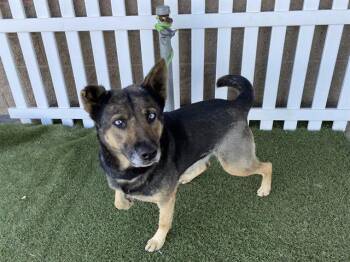 German Shepherd Dog Dogs Available for Adoption in Modesto, California - NINA | PetCurious