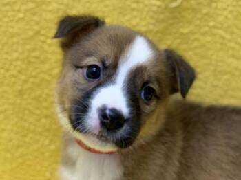 Indigo -  Pit Bull Terrier and Mixed Breed Dog for Adoption in Portland, Oregon - Indigo | PetCurious