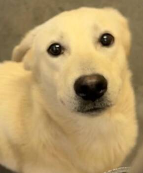 AJAX -  Shepherd Dog for Adoption in Elizabethton, Tennessee - AJAX | PetCurious