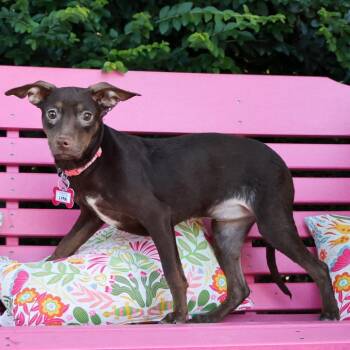 Lyra -  Feist Dog for Adoption in Wake Forest, North Carolina - Lyra | PetCurious
