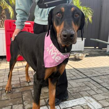 Rescue Doberman Pinscher Dogs for Adoption in Los Angeles, California - Odessa | PetCurious