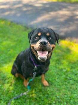 Betty -  Rottweiler Dog for Adoption in Greensburg, Pennsylvania - Betty | PetCurious