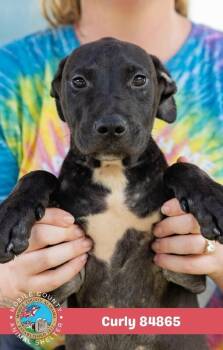 Curly -  Labrador Retriever Dog for Adoption in Mobile, Alabama - Curly | PetCurious