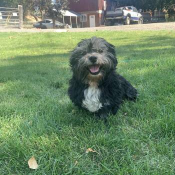 Benny -  Shih Tzu Dog for Adoption in Selah, Washington - Benny | PetCurious