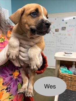 Saint Bernard and Mixed Breed Dogs Available for Adoption in Kansas City, Missouri - Wes | PetCurious