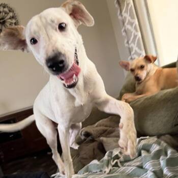 Sugar -  Shepherd and Catahoula Leopard Dog Dog for Adoption in Ennis, Texas - Sugar | PetCurious