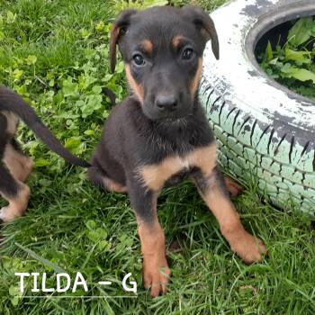 Hound and German Shepherd Dog Dogs Available for Adoption in Hinton, West Virginia - Tilda (10wo, 12lbs) | PetCurious