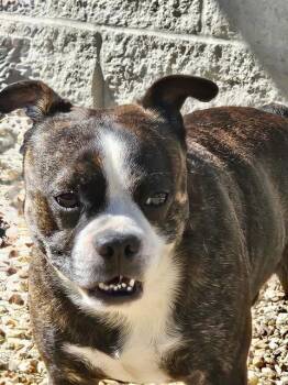 Rescue Mixed Breed Dogs for Adoption in Jacksonville, Florida - FINEGAN | PetCurious