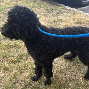 Coco -  Mixed Breed Dog for Adoption in East Hanover, New Jersey - Coco | PetCurious