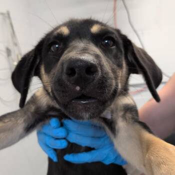 Olivia -  Shepherd and Mixed Breed Dog for Adoption in Hattiesburg, Mississippi - Olivia | PetCurious