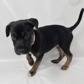 991 (2026) Graceland -  Belgian Shepherd Malinois and Mixed Breed Dog for Adoption in Parker, Colorado - 991 (2026) Graceland | PetCurious