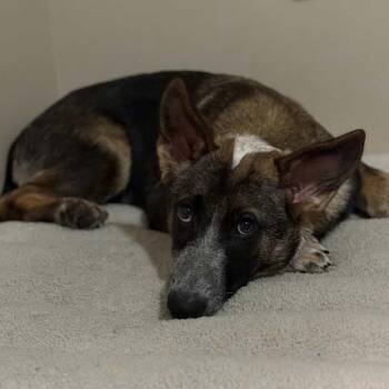 Rescue Cattle Dog and Shepherd Dogs for Adoption in Huntington Beach, California - Hazel | PetCurious
