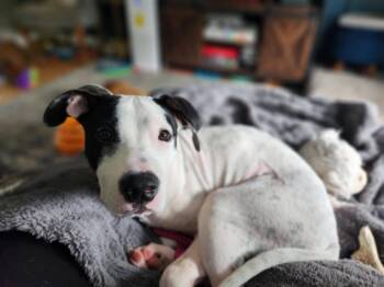 Cookie -  Pit Bull Terrier Dog for Adoption in Catasauqua, Pennsylvania - Cookie | PetCurious