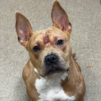 Lucinda -  Pit Bull Terrier Dog for Adoption in Hinesville, Georgia - Lucinda | PetCurious