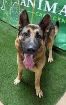 Ritter 179302 -  German Shepherd Dog Dog for Adoption in Visalia, California - Ritter 179302 | PetCurious