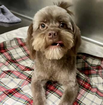 Rescue Cockapoo and Maltese Dogs for Adoption in Newport Beach, California - Felix | PetCurious