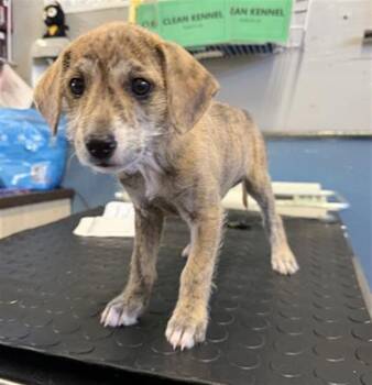 Parson Russell Terrier and Mixed Breed Dogs Available for Adoption in Camarillo, California - SWEETIE | PetCurious