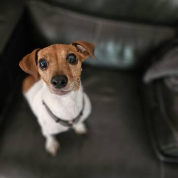 Honey Bunny Springfield -  Jack Russell Terrier and Chihuahua Dog for Adoption in Shiloh, Illinois - Honey Bunny Springfield | PetCurious
