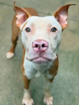 Seadragon -  Pit Bull Terrier Dog for Adoption in Chicago, Illinois - Seadragon | PetCurious