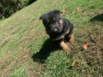 Nutmeg  -  German Shepherd Dog for Sale in Brooklyn, Connecticut - Nutmeg  | PetCurious