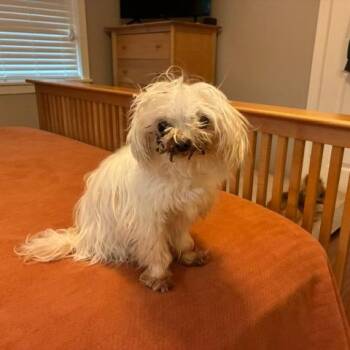 Kenny -  Mixed Breed Dog Available for Adoption in Houston, Texas - Kenny | PetCurious