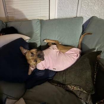 Rescue Labrador Retriever and Mixed Breed Dogs for Adoption in Ferndale, Michigan - Sweet Potato | PetCurious