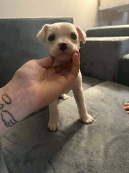 Chihuahua Dogs Available for Adoption in New York, New York - Rosey (AL) | PetCurious