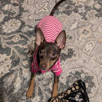 Chihuahua Dogs Available for Adoption - Olive | PetCurious