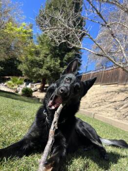 German Shepherd Dog Dogs Available for Adoption in Pleasant Hill, California - Shadow | PetCurious