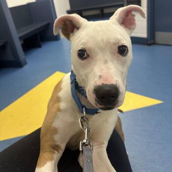 Mixed Breed Dogs Available for Adoption in Pittsburgh, Pennsylvania - Watson | PetCurious