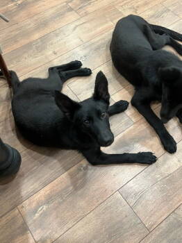 Rescue German Shepherd Dog Dogs for Adoption in Thomasville, North Carolina - Missy | PetCurious