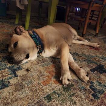 Black Mouth Cur Dogs Available for Adoption - Dusty | PetCurious