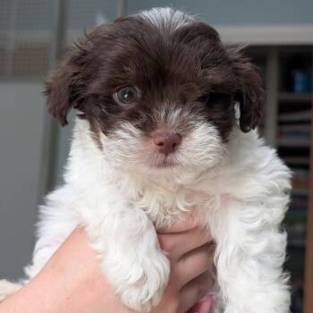 Slinky -  Shih Tzu and Mixed Breed Dog Available for Adoption in Riverwoods, Illinois - Slinky | PetCurious