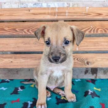 Idaho -  Chihuahua and Miniature Dachshund Dog for Adoption in Chico, California - Idaho | PetCurious