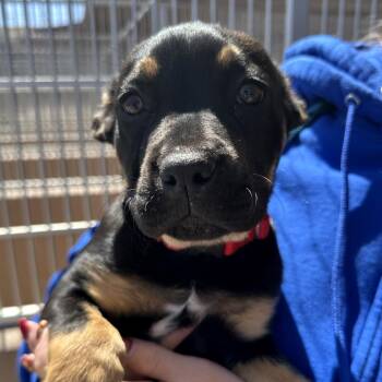 Cera -  Shepherd and Mixed Breed Dog for Adoption in Goleta, California - Cera | PetCurious