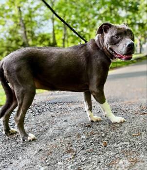 Rescue Pit Bull Terrier and American Staffordshire Terrier Dogs for Adoption in Waverly, Tennessee - BAILEY | PetCurious