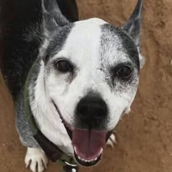 Bob -  Boston Terrier and Mixed Breed Dog for Adoption in Otisfield, Maine - Bob | PetCurious