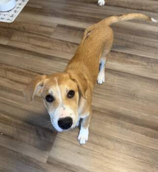 Taylor -  Shepherd Dog for Adoption in Denver, Colorado - Taylor | PetCurious