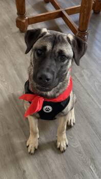 Knox — your gentle sweetheart and adventure buddy -  Shepherd Dog for Adoption in Oriskany, New York - Knox — Your Gentle Sweetheart And Adventure Buddy | PetCurious