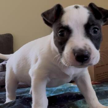 Milo 2328 -  Mixed Breed Dog for Adoption in Kansas City, Missouri - Milo 2328 | PetCurious