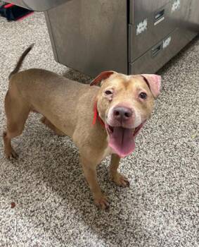 Bella -  Pit Bull Terrier and Mixed Breed Dog for Adoption in Westland, Michigan - Bella | PetCurious
